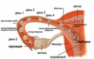 Белые выделения перед месячными