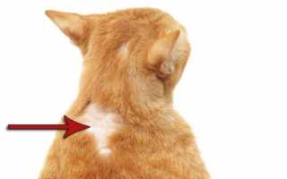 Антигистаминные препараты для кошек: список и дозировка средств против аллергии